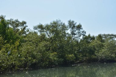 Mangrove orman su kanalı, gelgit sularının yükselmesiyle doğal mangrov ağaçları ve kıyı sularının koşullarını gösteriyor..