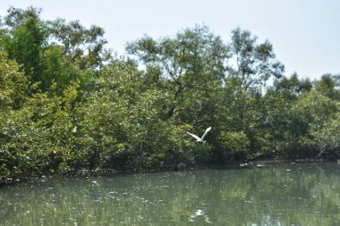 Mangrove orman su kanalı, gelgit sularının yükselmesiyle doğal mangrov ağaçları ve kıyı sularının koşullarını gösteriyor..