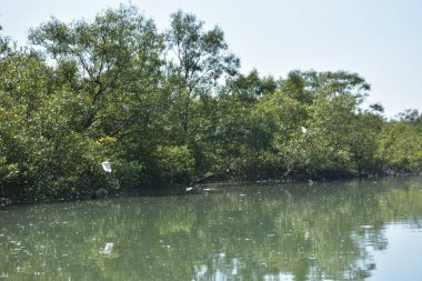 Mangrove orman su kanalı, gelgit sularının yükselmesiyle doğal mangrov ağaçları ve kıyı sularının koşullarını gösteriyor..