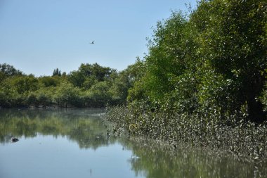 Mangrove orman su kanalı, gelgit sularının yükselmesiyle doğal mangrov ağaçları ve kıyı sularının koşullarını gösteriyor..