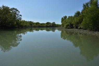 Mangrove orman su kanalı, gelgit sularının yükselmesiyle doğal mangrov ağaçları ve kıyı sularının koşullarını gösteriyor..