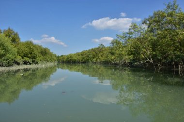 A tropical mangrove forest waterway during high tide, featuring still tidal water and dense green mangrove trees in a coastal wetland landscape.