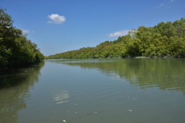 A tropical mangrove forest waterway during high tide, featuring still tidal water and dense green mangrove trees in a coastal wetland landscape.