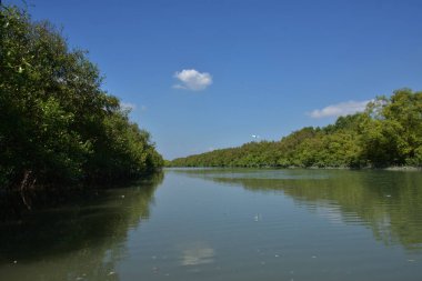 A tropical mangrove forest waterway during high tide, featuring still tidal water and dense green mangrove trees in a coastal wetland landscape.