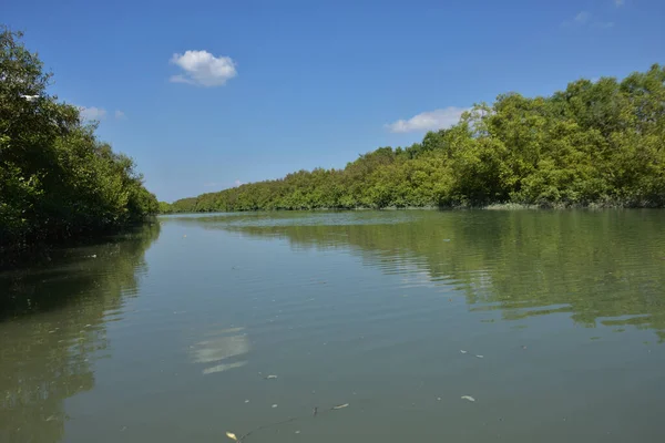 A tropical mangrove forest waterway during high tide, featuring still tidal water and dense green mangrove trees in a coastal wetland landscape.