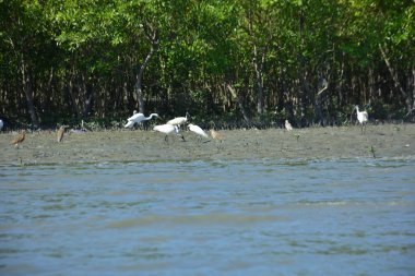 beyaz pelikan (pelecanus onocrotalus )