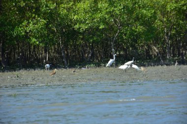 Nehir kıyısında beyaz pelikanlar.