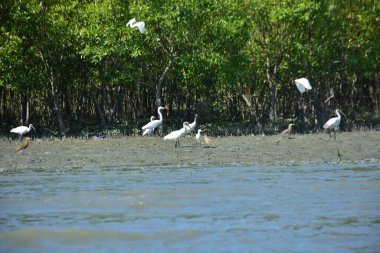 Tuna deltasındaki beyaz pelikan.