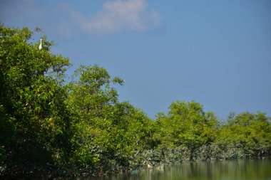 Akbalıkçıllar, berrak mavi bir gökyüzünün altında, sakin gelgit sularının üzerinde, sık mangrov ağaçlarının üzerinde uçuyorlar. Kıyı sulak arazisi, kuş hareketini, mangrov ekosistemini ve tropikal gün ışığında doğal yaşam ortamını ön plana çıkarıyor..