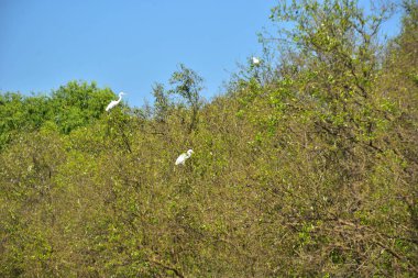 Bazı kuşların ağaçların üzerinde uçtuğu ve diğerlerinin de tepe üzerinde dinlendiği bir mangrov ormanında beyaz balıkçıllar. Aşağıda sakin gelgit suları, mavi gökyüzü ve açık bulutlar, tropikal kıyı ekosisteminde doğal kuş davranışlarını gösteriyor..