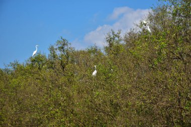Birbirine aşık iki beyaz kuş