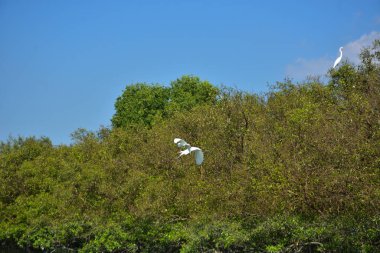 Ağaçtaki beyaz kuş