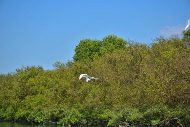 Gölde beyaz pelikan