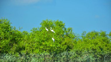 Büyük Akbalıkçıllar, açık mavi gökyüzünün altında yemyeşil bir ağaç tepesine tünemiş..