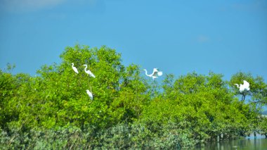 Büyük Akbalıkçıllar, açık mavi gökyüzünün altında yemyeşil bir ağaç tepesine tünemiş..