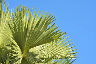 Gökyüzündeki palmiye ağacı, seyahat arkaplanı