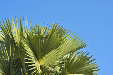 Mavi gökyüzü arkaplanına karşı palmiye ağacı