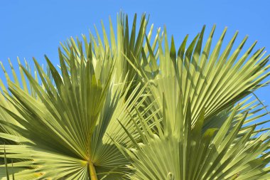 Mavi gökyüzüne karşı palmiye ağacı