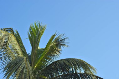 Gökyüzü arka planında palmiye ağacı.
