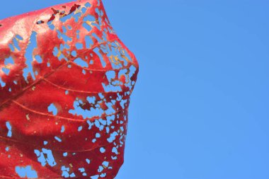 Mavi ve kırmızı yaprağı kapat