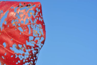 Bahçedeki bir yaprağı kapat.