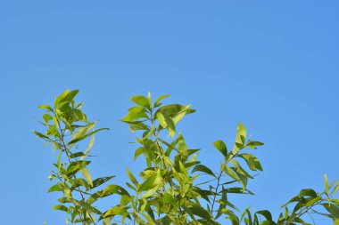 Güneşli bir bahar sabahı mavi gökyüzünde, ağaçta yeşil yapraklar..
