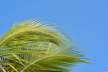 Palmiye yaprakları, mavi gökyüzü, beyaz arkaplan, tropikal yaprak.