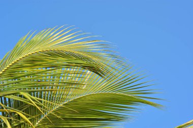 Mavi gökyüzü arka planında yaprakları olan hindistan cevizi ağacı. tropik yapraklar ve gökyüzü arkaplanı.