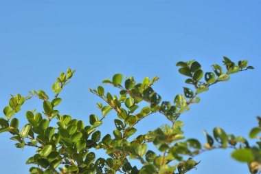 Mavi gökyüzüne karşı ağaç dalları