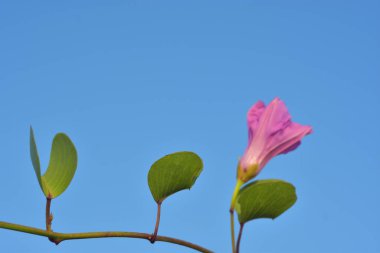 bir ağaç üzerinde pembe lotus çiçek