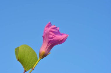 Bahçedeki güzel çiçekler