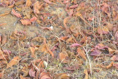 dry leaves in the autumn