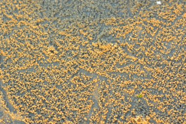 arka planı paslı eski metal plakalı ve boyalı..