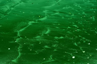 Yeşil algler nehir yüzeyi.