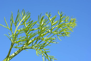 Mavi gökyüzü arkaplanlı bitkinin yakın çekim görüntüsü