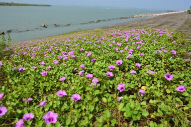 Deniz manzarası, doğa arka planı