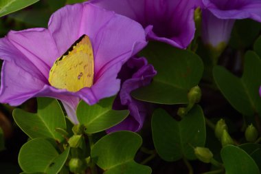 Yeşil arkaplanı olan mor bir çiçeğe yakın plan.