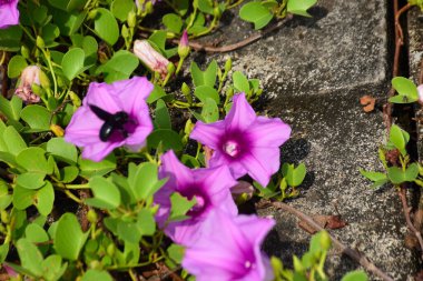 Bahçedeki mor çiçek.