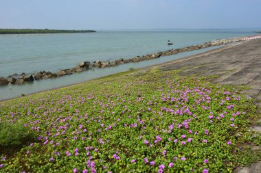 Mangrov ormanlarındaki mangrov ağaçları, bangladeş