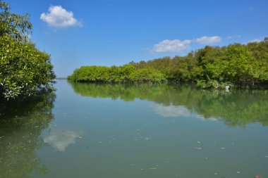 Mangrov ormanlarındaki mangrov ağaçları, bangladeş