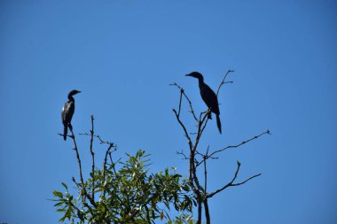 Yuvada iki siyah kuş