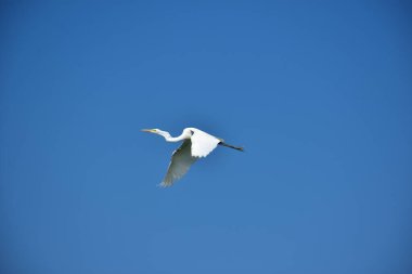 Martı gökyüzünde uçuyor.
