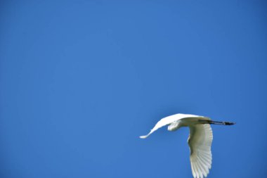 Martı gökyüzünde uçuyor.