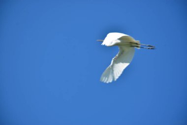 Martı gökyüzünde uçuyor.