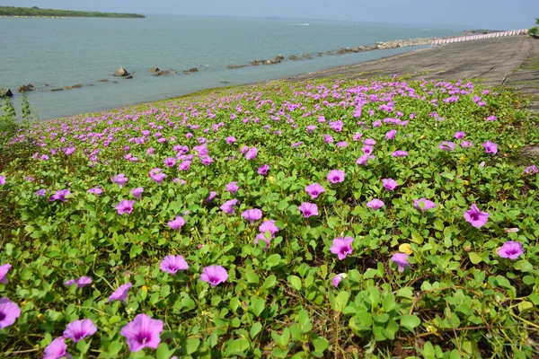 Deniz manzarası, doğa arka planı