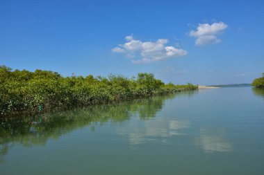 Tayland 'ın doğusundaki Krabi Nehri' nin oradaki mangrov ormanında..