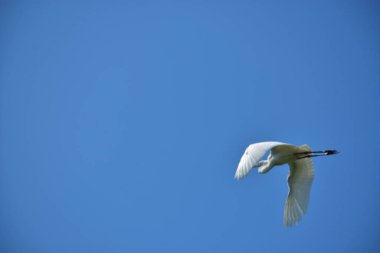 Gökyüzünde uçan balıkçıl (ardea cinerea), dublin, İrlanda