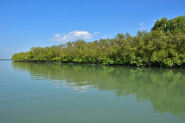 Tropik lagündeki mangrov ağaçları, mangrov ormanları.