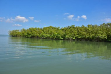 Denizde mangrov ağaçları