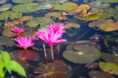 Göletteki güzel nilüfer